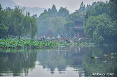 盛夏的曲院风荷 国画中才会有的秘境,已成杭州旅游宣传照